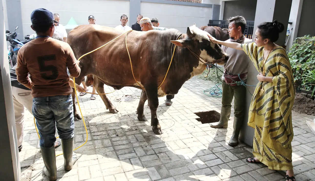 Seluruh umat muslim pada Jumat (1/9) merayakan Hari Raya Idul Adha. Pada hari itu, banyak umat muslim yang menyemblih sapi maupun kambing. Beberapa selebriti yang juga rutin menyalurkan hewan korban, diantaranya Ayu Ting Ting. (Adrian Putra/Bintang.com)