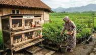 7 Ide Ternak di Pekarangan Kecil untuk IRT Modal Rp 500 Ribu, Bisa Jadi Tambahan Uang Dapur