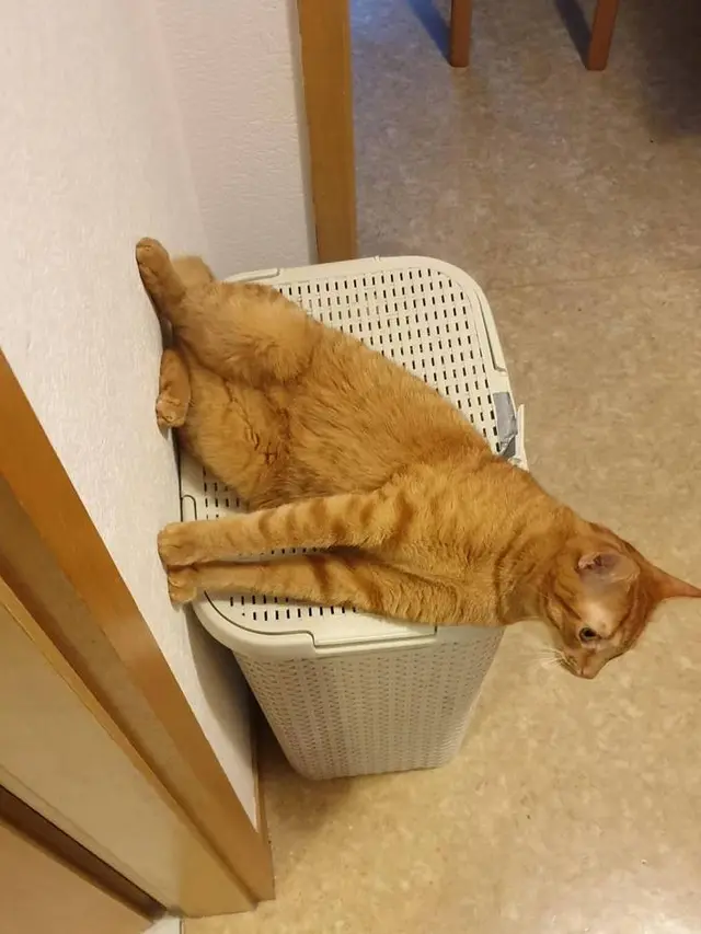 8 Potret Nyeleneh Kucing Bisa Melawan Gravitasi Ini Bikin Heran