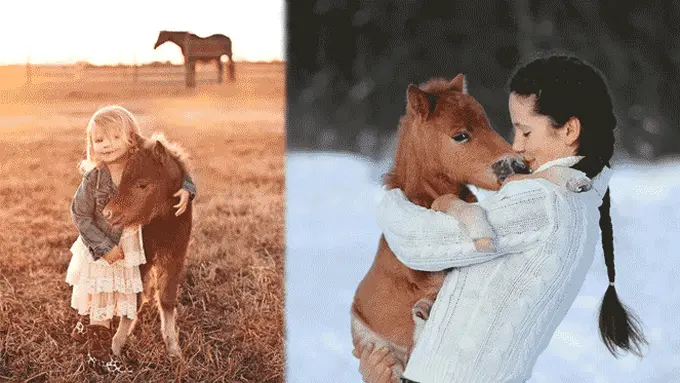 Lucunya Kuda Mini Bikin Kamu Ingin Memilikinya di Rumah