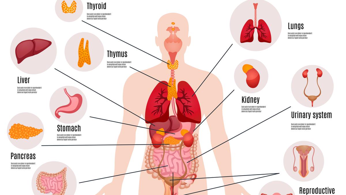 Ilustrasi anatomi tubuh manusia dengan sistem organ pencernaan manusia lengkap, termasuk paru-paru, hati, lambung, pankreas, ginjal, sistem urinaria, sistem reproduksi, kelenjar tiroid, dan timus
