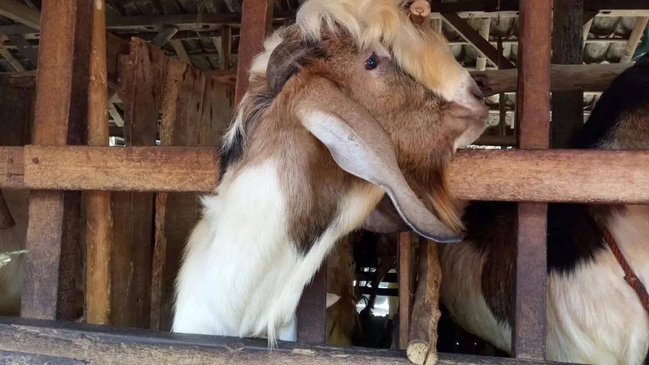 hewan kurban kambing