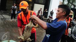 Petugas mengikat seekor biawak yang ditemukan di saluran air ketika banjir melanda kawasan Kemang, Jakarta Selatan, Selasa (4/10). Setelah ditangkap petugas, biawak itu dibawa ke kantor Kecamatan Mampang. (Liputan6.com/Gempur M Surya)