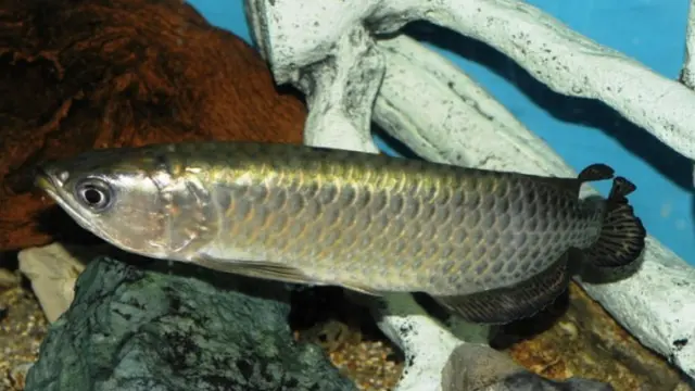Arwana Jardini, Si Cantik Ikan Hias Asli Papua yang Mendunia