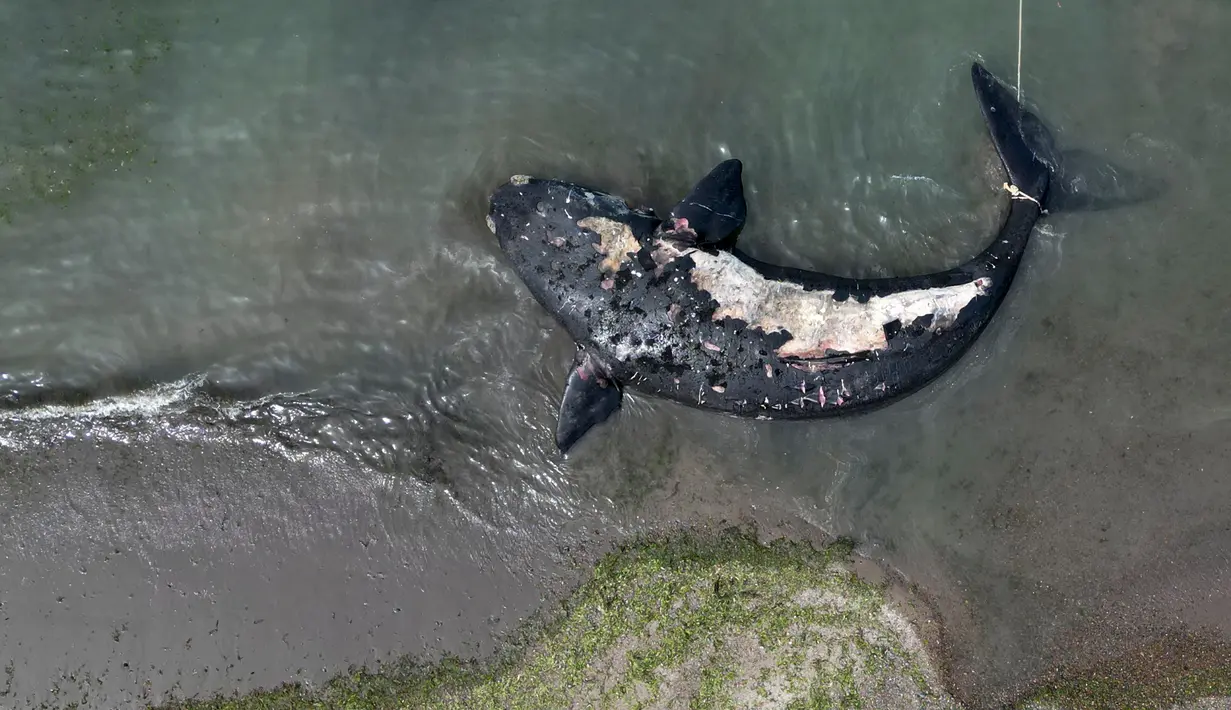 Seekor paus mati mengapung di pantai dekat Puerto Madryn, Argentina, Selasa (4/10/2022). Lokasi kematian paus-paus ini merupakan area suaka dan tempat berkembang biak bagi mamalia besar. (AP Photo/Maxi Jonas)