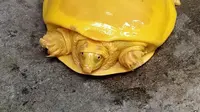 Viral Penemuan Kura-Kura Albino Bewarna Kuning. Sumber: BoredPanda