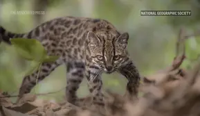 Pertama dalam 100 Tahun, Spesies Kucing Baru Akhirnya Ditemukan