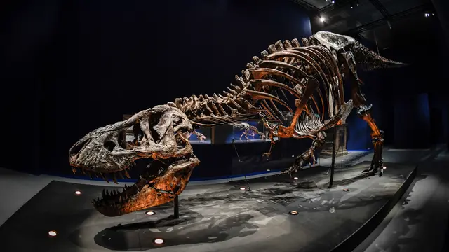 Bentuk Asli Kerangka Tyrannosaurus Rex