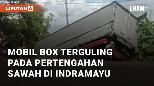 VIDEO: Mobil Box Terguling pada Pertengahan Sawah di Tinumpuk Indramayu