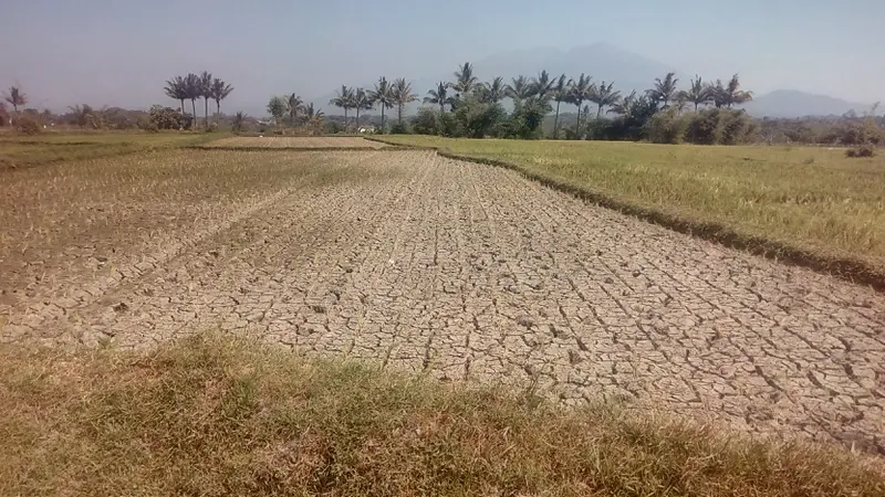 Ratusan hektar lahan pertanian di kawasan Wanaraja, wilayah Garut Utara mulai mengalami kekeringan akibat musim kemarau berkepanjangan