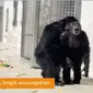 Simpanse Vanilla merasakan hidup bebas di luar kandang tertutup pertama kalinya. (dok. Youtube Save the Chimps)
