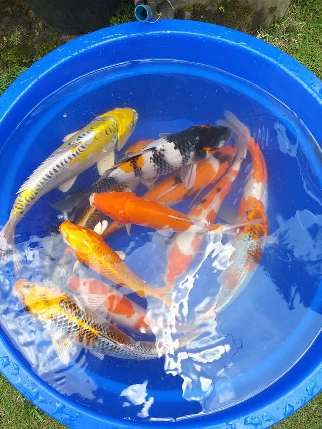 Beberapa ikan koi hasil budidaya pecinta koi Garut, nampak terlihat indah dengan perpaduan sejumlah warna di tubuhnya.