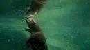 Seekor bayi kuda Nil saat berenang di kandang kebun binatang Praha, Republik Ceko, Rabu (24/2). Bayi kuda Nil ini lahir pada 28 Januari 2016. (REUTERS / David W Cerny)