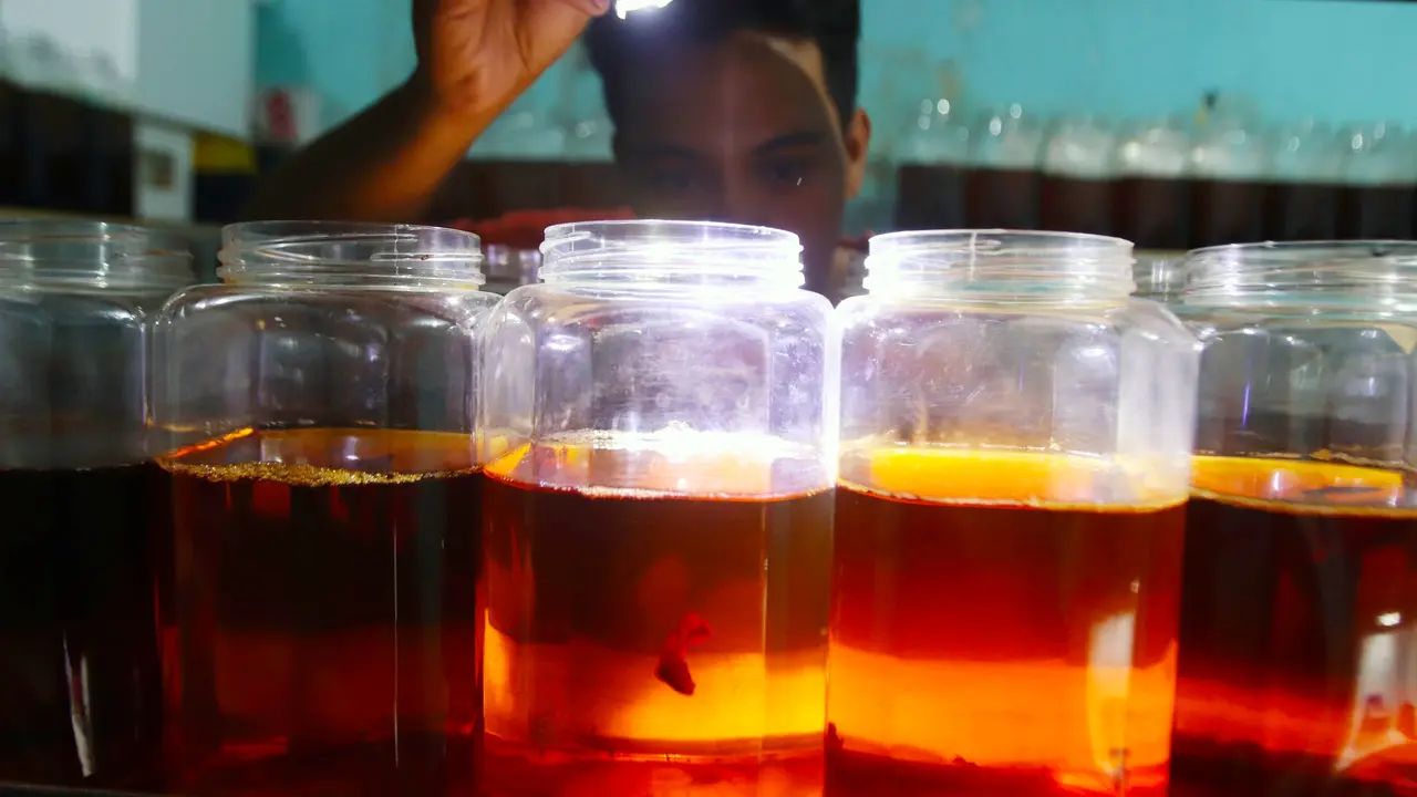 Ikan cupang