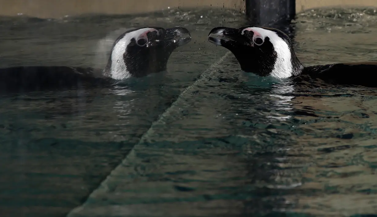 Pantulan seekor Penguin Afrika atau Penguin Jackass dari kaca kolam selama persentasi kepada awak media di kebun binatang Roma, Kamis (27/12). Jumlah yang berkurang menyebabkan penguin ini diklasifikasikan sebagai terancam punah. (AP/Alessandra Tarantino)