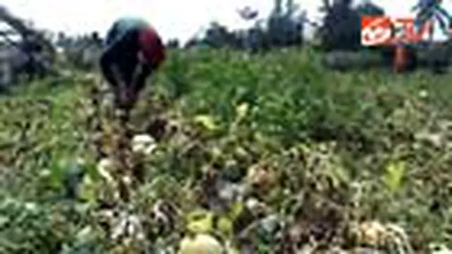 Petani Melon di Kulonprogo Gagal Panen