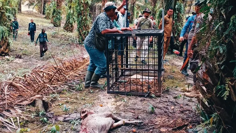 Petugas memasang kandang jebak dengan umpan bangkai sapi yang telah diterkam harimau sumatra.