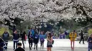 Wisawatan berjalan melintasi bunga sakura yang bermekaran pada hari pertama musim semi di kampus Universitas Washington, Seattle, Selasa (20/3). Pohon-pohon sakura tersebut merupakan hadiah dari Jepang lebih dari seabad yang lalu. (AP/Elaine Thompson)