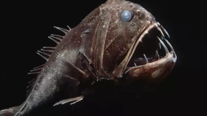 Fangtooth Fish, salah satu ikan unik di bawah laut (Dok. Monterey Bay Aquarium)