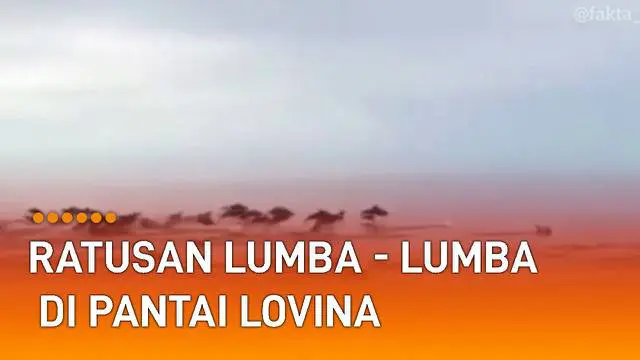 Munculnya ratusan ikan lumba-lumba di pantai. Fenomena ini terjadi di Pantai Lovina yang terletak 10 Km ke arah barat dari Kota Singaraja, Kabupaten Buleleng, Bali.