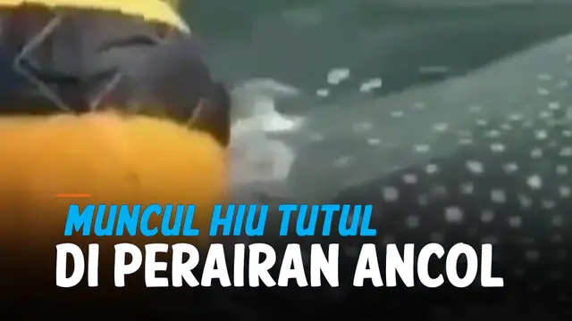 VIDEO: Viral Penampakan Hiu Tutul Muncul di Perairan Ancol