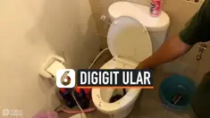 PENIS PRIA DIGIGIT ULAR YANG BERSEMBUNYI DI KLOSET