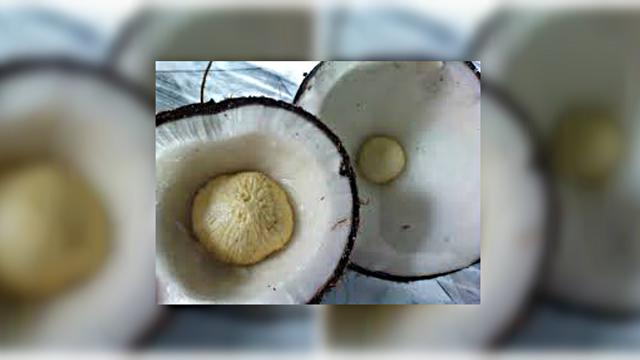 Bagian Kelapa Ini Camilan Favorit Raja Bone - Regional Liputan6.com