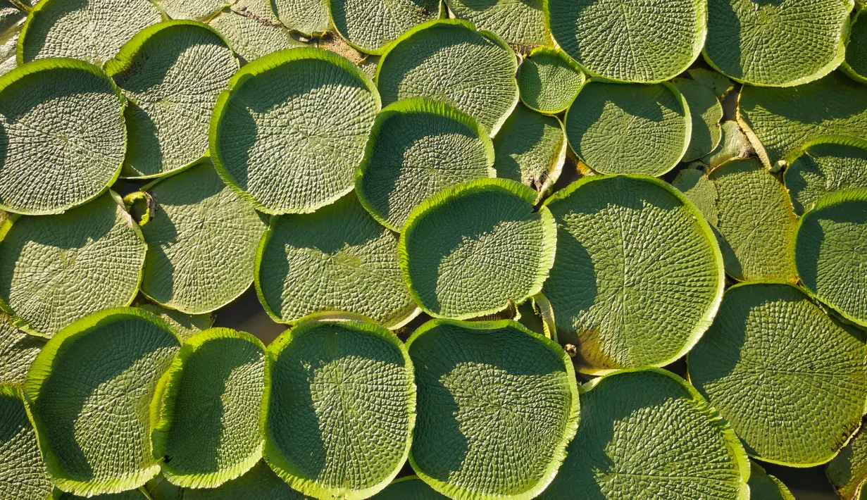 Ratusan tanaman Victoria Cruziana tumbuh di atas air sungai Salado di Piquete Cue, Paraguay (7/1). Tanaman ini memiliki bagian bawah daun berwarna coklat dengan guratan lebih tegas. (AP Photo/Jorge Saenz)
