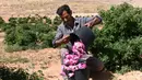 Seorang pria Suriah ambil bagian dalam proses pemetikan Damask atau Mawar Damask (Damascene Rose) yang populer di Kota al-Marah, sebelah utara ibu kota Damaskus, Suriah, (27/5/2020). (Xinhua/Ammar Safarjalani)