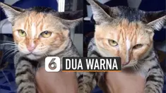Bulu badan berwarna abu cokelat, sementara bulu wajah berwarna oranye.