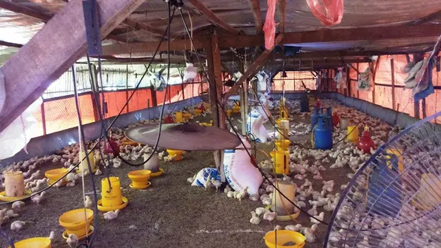 Peternakan Ayam