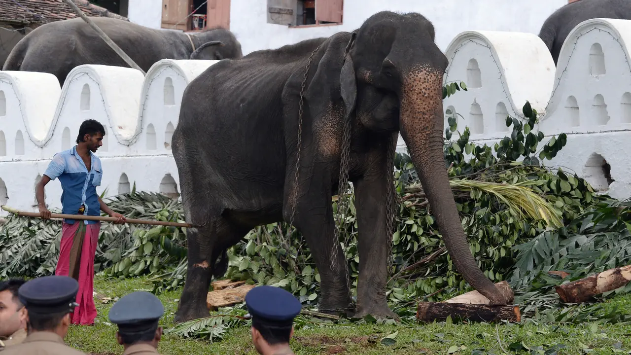 Viral di Medsos, Begini Kondisi Menyedihkan Gajah Kurus Tikiri