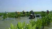 Mangrove Berperan Jaga Pesisir dan Pengembangan Ekonomi Masyarakat