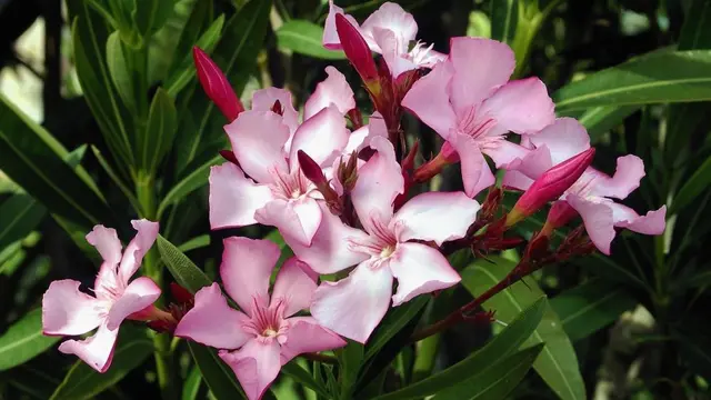 Nerium Oleander atau Bunga Jepun