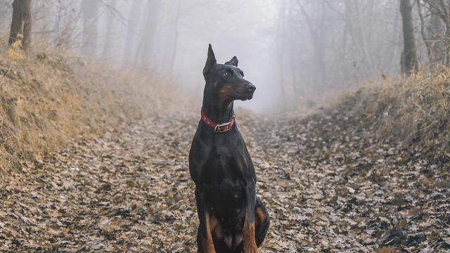 Doberman Pinschers