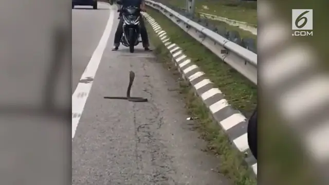 Kehadiran ular kobra di jalan raya gegerkan sejumlah pengendara bermotor.