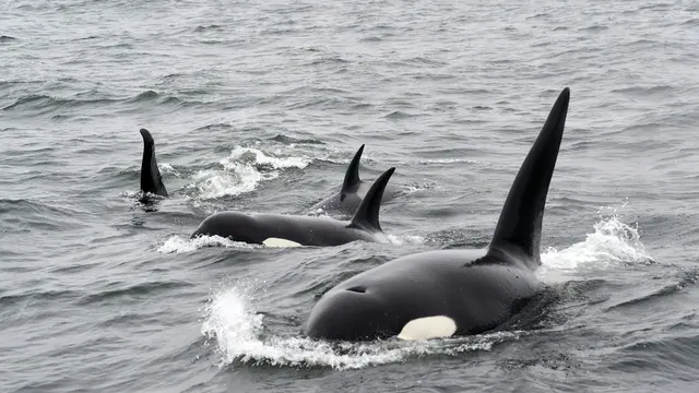 Foto dua paus orca