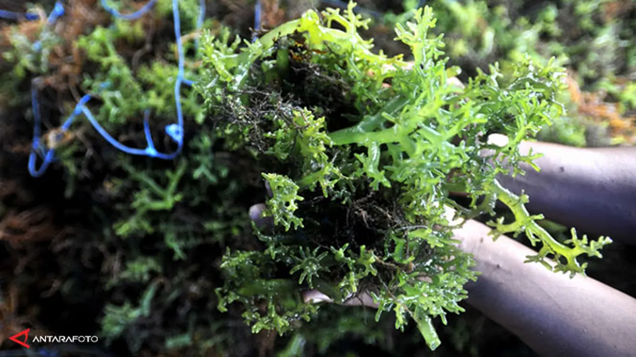 rumput-laut-140123b.jpg