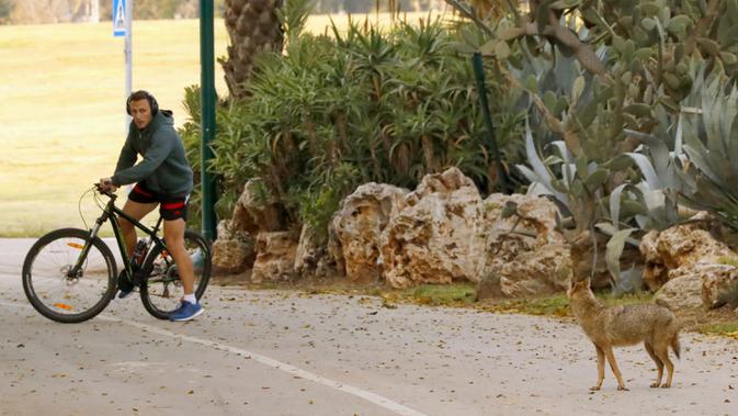 Pengendara sepeda melihat di Yarkon Park di kota pesisir Israel, Tel Aviv pada 13 April 2020. Lusinan serigala mengambil alih sebuah taman yang sepi karena penerapan lockdown akibat virus Corona untuk mencari makanan di tempat yang biasanya digunakan olahraga, piknik dan berjemur. (JACK GUEZ/AFP)
