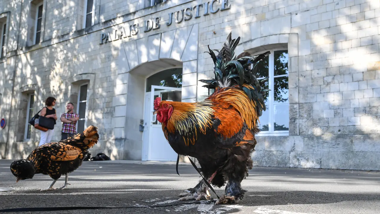 Ayam