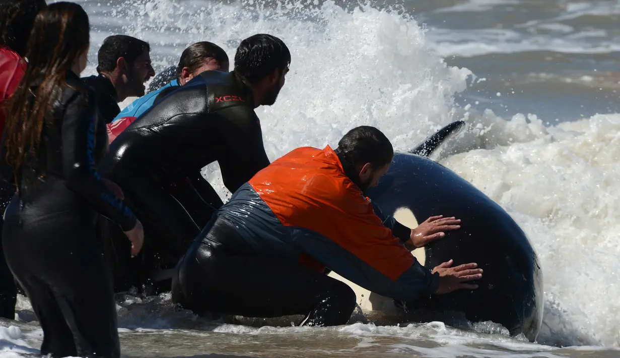 Tim penyelamat dan sukarelawan berupaya mengembalikan paus pembunuh ke laut setelah terdampar, di pantai Mar Chiquita, Argentina, Senin (16/9/2019). Sebanyak enam dari tujuh paus pembunuh yang ditemukan terdampar berhasil dikembalikan ke laut, tetapi satu di antara mereka mati. (AP/Marina Devo)