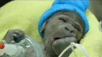 Induk Gorila Alami komplikasi saat akan melahirkan