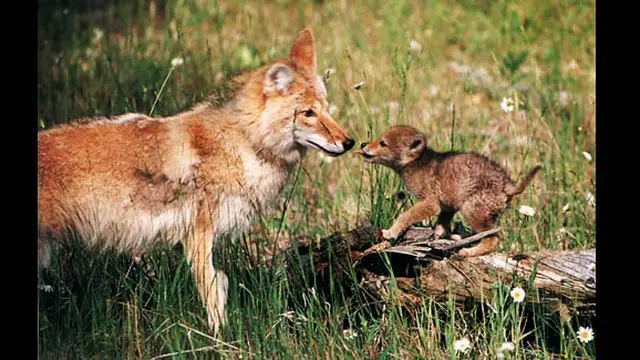 Ilustrasi | Foto: copyright coyotesummer