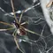 Mengenal Huntsman, Laba-laba Tercepat di Dunia