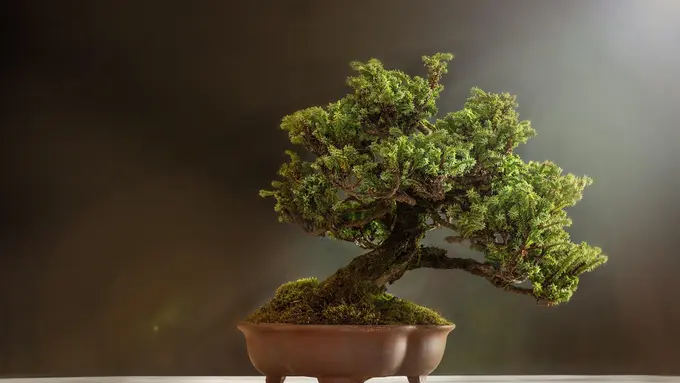 Bonsai