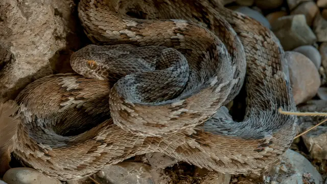 Saw-scaled Viper
