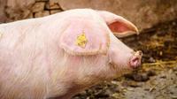 Babi ternak. (Foto: Freepik/aleksandarlittlewolf)