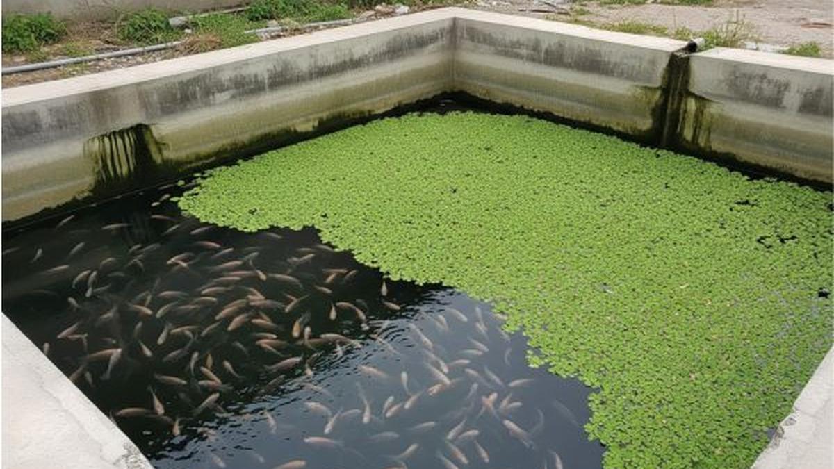 Panduan Budidaya Azolla untuk Alternatif Pakan Ikan, Tingkatkan Untung Peternak