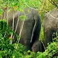 Kawanan gajah sumatera yang masih bertahan di sisa-sisa hutan Provinsi Riau. (Liputan6.com/M Syukur)