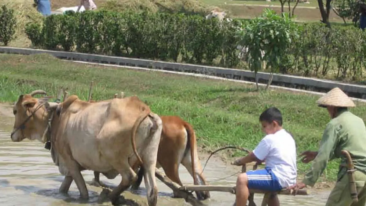 Membajak Sawah di Kebun Wisata Pasirmukti (Sumber: pasirmukti.co.id)